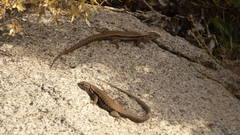 Liolaemus nigroviridis