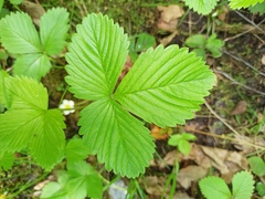 Fragaria vesca