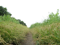 Carex bostrychostigma