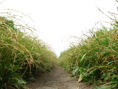 Carex bostrychostigma