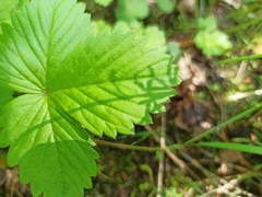 Fragaria vesca