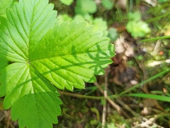 Fragaria vesca