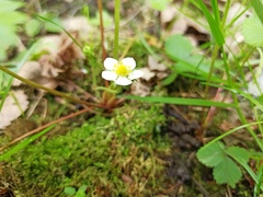 Fragaria vesca
