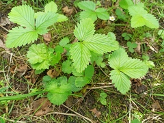 Fragaria vesca