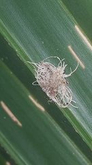 Hemisphaerota cyanea