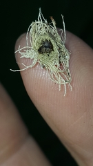 Hemisphaerota cyanea