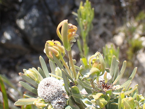 Image of Leucadendron album by no rights reserved