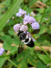 Megachile conjuncta