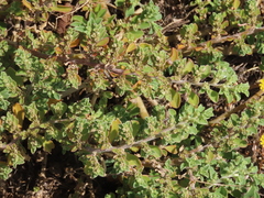 Aizoon secundum