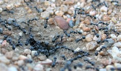 Veromessor pergandei