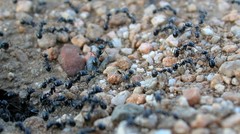 Veromessor pergandei
