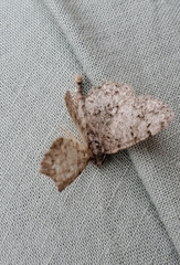 Aethalura intertexta