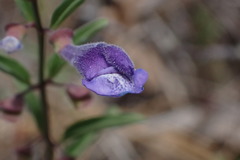 Scutellaria antirrhinoides