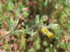 Lotus hispidus