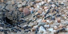 Veromessor pergandei