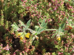 Lotus hispidus