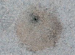Veromessor pergandei