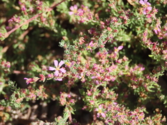 Frankenia boissieri