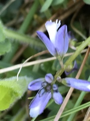 Polygala calcarea