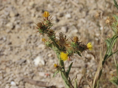 Centaurea melitensis
