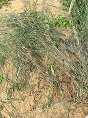 Ehrharta villosa maxima