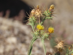 Centaurea melitensis