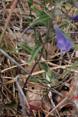Scutellaria antirrhinoides