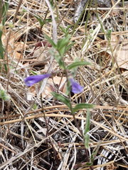Scutellaria antirrhinoides