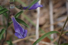 Scutellaria antirrhinoides