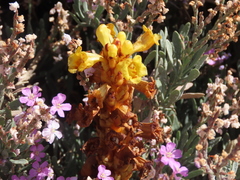 Cistanche phelypaea