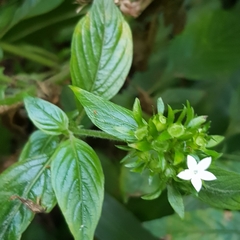 Pentas