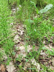 Cardamine pratensis