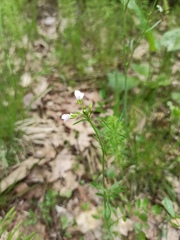 Cardamine pratensis