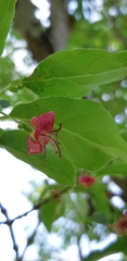 Lonicera webbiana