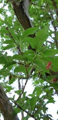Lonicera webbiana