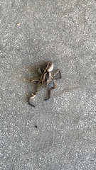 Lycosidae