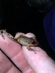 Pristimantis altamazonicus