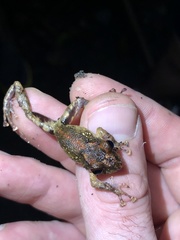 Pristimantis altamazonicus