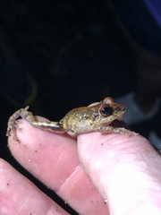 Pristimantis altamazonicus