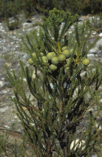 Berzelia intermedia (Berzelia intermedia)