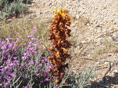 Cistanche phelypaea