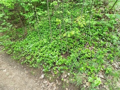 Pyrola rotundifolia