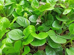 Pyrola rotundifolia