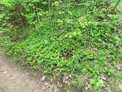 Pyrola rotundifolia