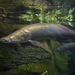 Giant Arapaima - Photo (c) Brian Gratwicke, some rights reserved (CC BY-NC)