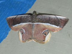 Opisthoxia formosante