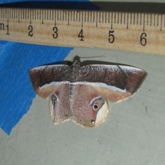 Opisthoxia formosante
