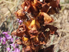 Cistanche phelypaea