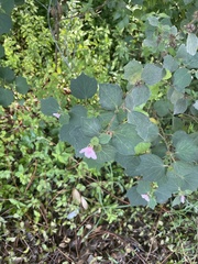 Urena lobata image