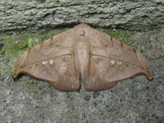 Oxydia masthala